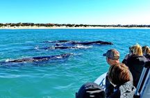 Wine-Tasting and Whale-Watching Tour from Cape Town