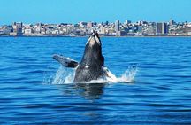 Wine-Tasting and Whale-Watching Tour from Cape Town