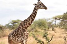 2 Days Africa Safari