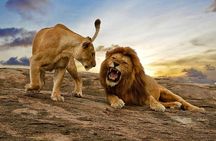 3 Days Tanzania Lodge Safari