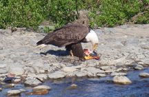 Half-Day Fishing Trip on the Kenai River