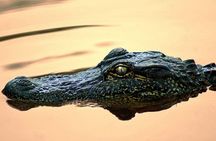 Manchac Swamp Boat Tour