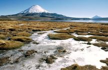 Arica: Full day to Lauca National Park and Chungara Lake, meals included