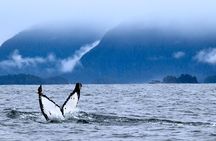 Private Whale Watching and Marine Wildlife Tour