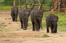 Day Trip to an Elephant Conservation and Care Center near Agra