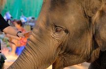 Day Trip to an Elephant Conservation and Care Center near Agra