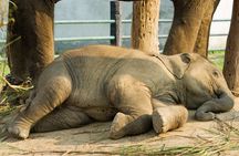 Day Trip to an Elephant Conservation and Care Center near Agra