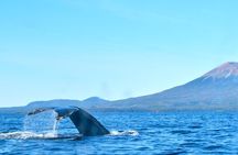 Private Whale Watching and Marine Wildlife Tour