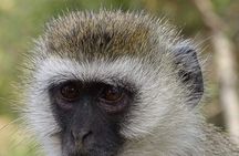 4 Days Tanzania Luxury Safari