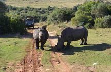 2 Day Wild Heart Western Cape Safari Tour with Private Transfers 