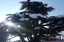 Small Group Tours from to Baalbek, Cedars and Qozhaya with lunch 