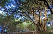 Small Group Tours from to Baalbek, Cedars and Qozhaya with lunch 