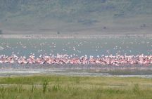 3 Days Tarangire , Ngorongoro Crater & Manyara From Zanzibar 