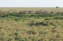 3 Days Tarangire , Ngorongoro Crater & Manyara From Zanzibar 