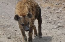 3 Days Tarangire , Ngorongoro Crater & Manyara From Zanzibar 