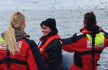 RIB Whale Watching Small-Group Boat Tour from Reykjavik