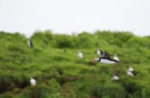 Premium Small-Group Puffin & Bird Watching tour from Reykjavík