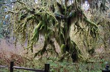 Hoh Rain Forest and Rialto Beach Guided Tour in Olympic National Park