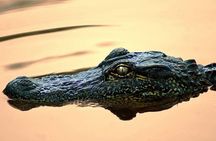 Manchac Swamp Boat Tour with Shuttle Service from New Orleans