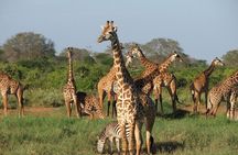 5 Day Best Camping Safari in Tanzania Parks