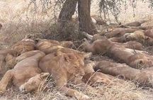 3 Days 2 Nights Safari to Mikumi National Parks by bus transfer