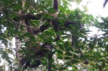 Wild Monkey Adventure (Private, Full Day)