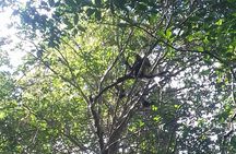 Wild Monkey Adventure (Private, Full Day)