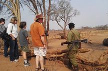 Game drive/White Rhino tracking