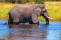 Game drive/White Rhino tracking