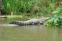 Private Tour of the Honey Island Swamp