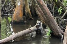 Honey Island Swamp Boat Tour with Transportation from New Orleans