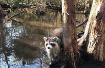 Honey Island Swamp Boat Tour with Transportation from New Orleans