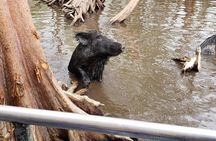 Private Tour of the Honey Island Swamp