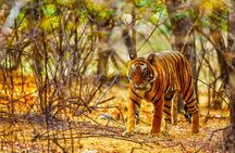 Golden Triangle Tour with Ranthambore from Delhi