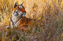 Golden Triangle Tour with Ranthambore from Delhi