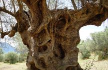 2 Days Private Tour: Sparta - Mystras - Mycenae - Epidaurus & Corinth 