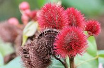 Spice Farm Tour -Half Day