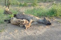 Half Day Safari Tour from Johannesburg
