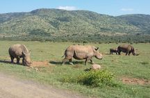 Fully inclusive Pilanesberg safari from Johannesburg