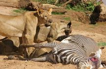 3 Days Selous Game Reserve Fly From Zanzibar