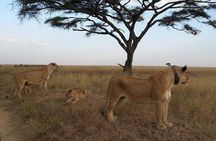 5 Days Tarangire, Serengeti , Ngorongoro and Manyara