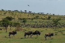 5 Days Tarangire, Serengeti , Ngorongoro and Manyara
