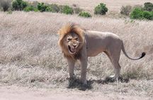 3 Days Masai Mara Experience
