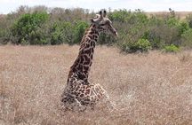 3 Days Masai Mara Experience
