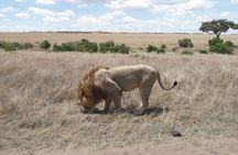 3 Days Masai Mara Safari