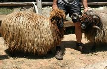 Seeing Unique Bulgarian Breeds of Pets and Privately Tasting Organic Products