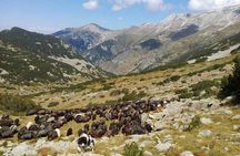 Seeing Unique Bulgarian Breeds of Pets and Privately Tasting Organic Products