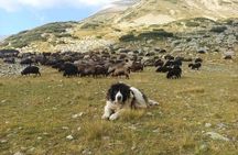 Seeing Unique Bulgarian Breeds of Pets and Privately Tasting Organic Products