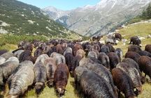 Seeing Unique Bulgarian Breeds of Pets and Privately Tasting Organic Products