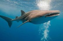 Whale Shark Snorkel Experience in Cancun (Snack Lunch included)